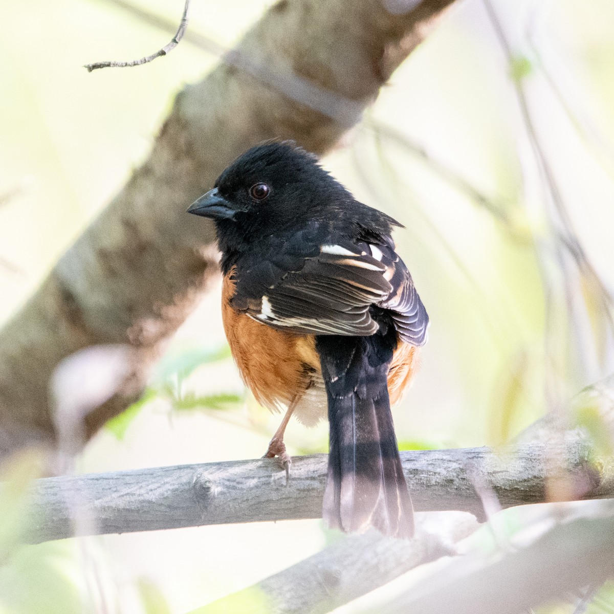 Eastern Towhee - ML560691611