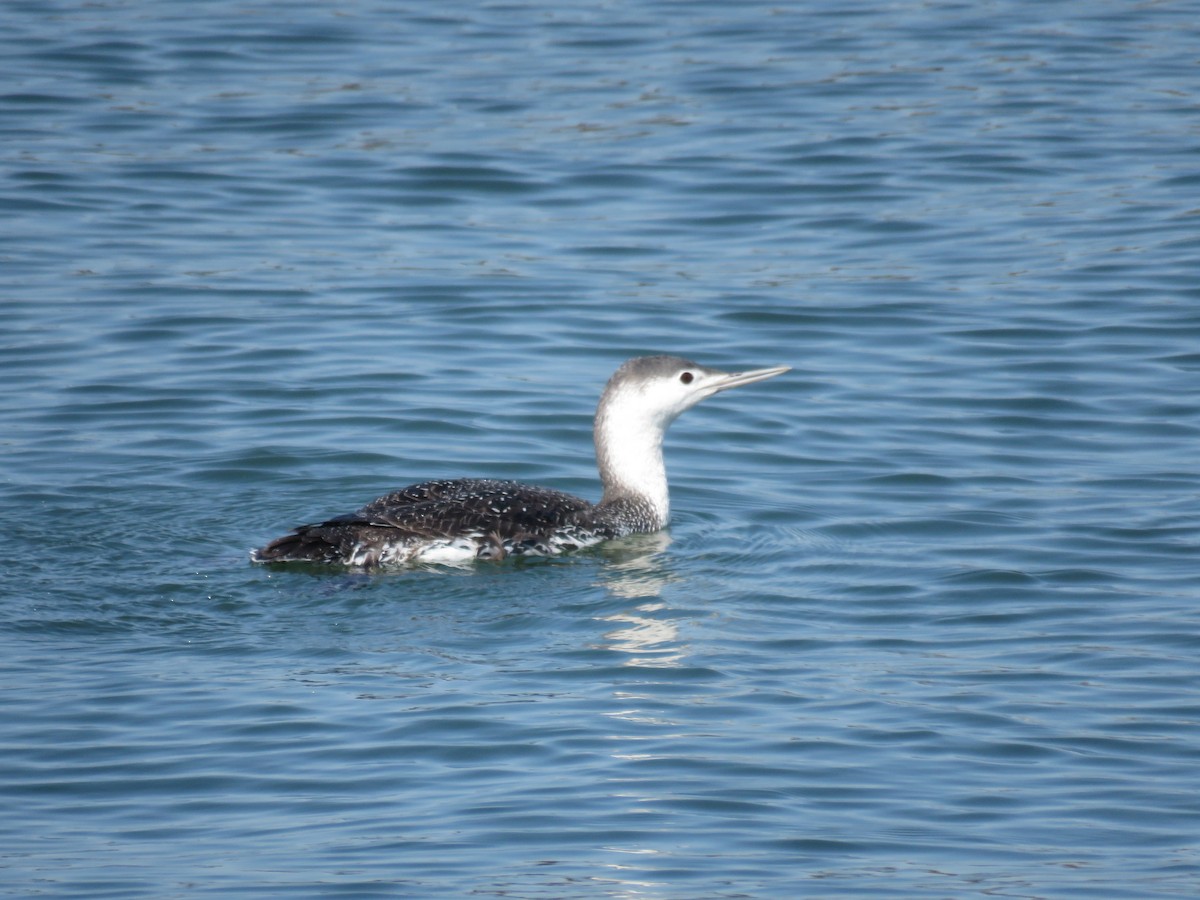 Red-throated Loon - ML560692121