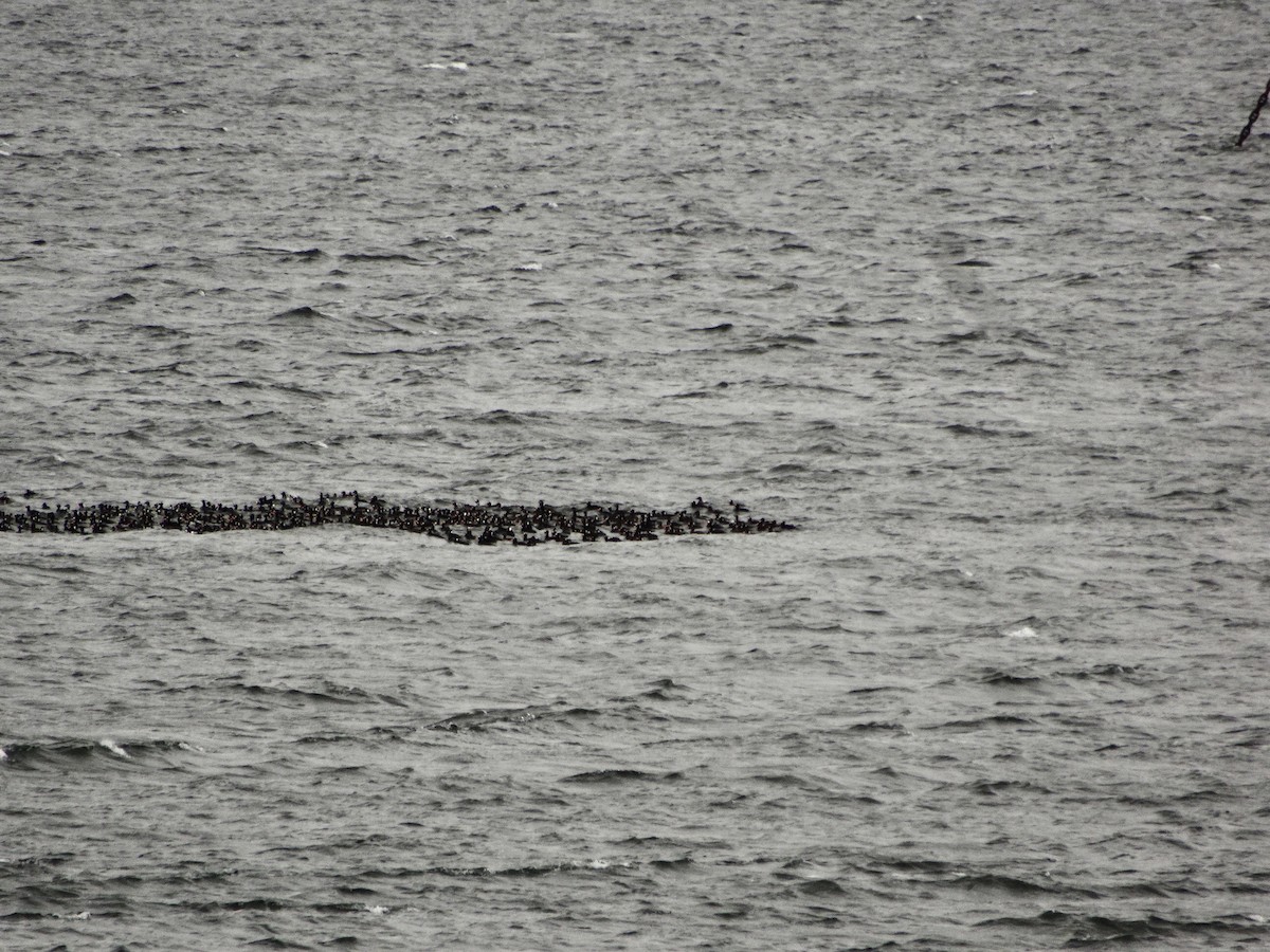 Surf Scoter - ML560693461