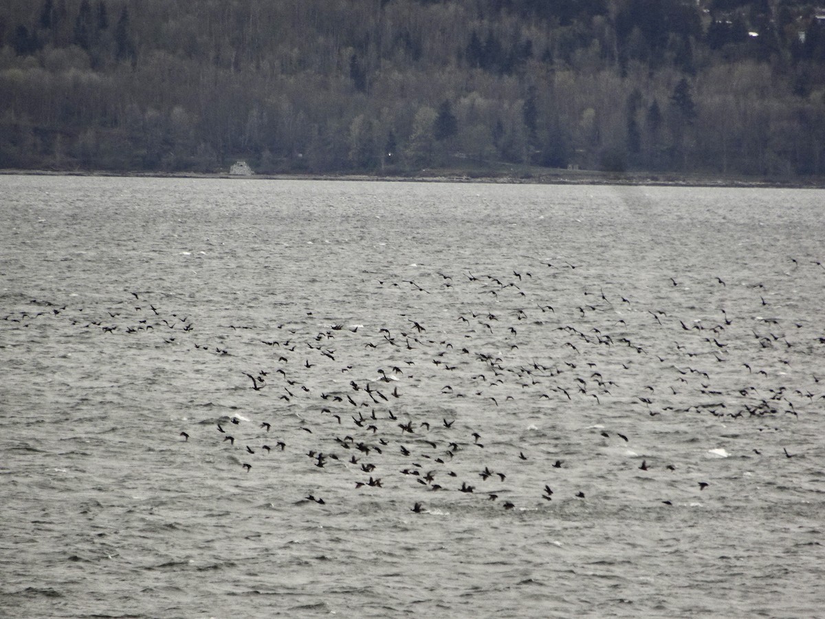 Surf Scoter - ML560693471