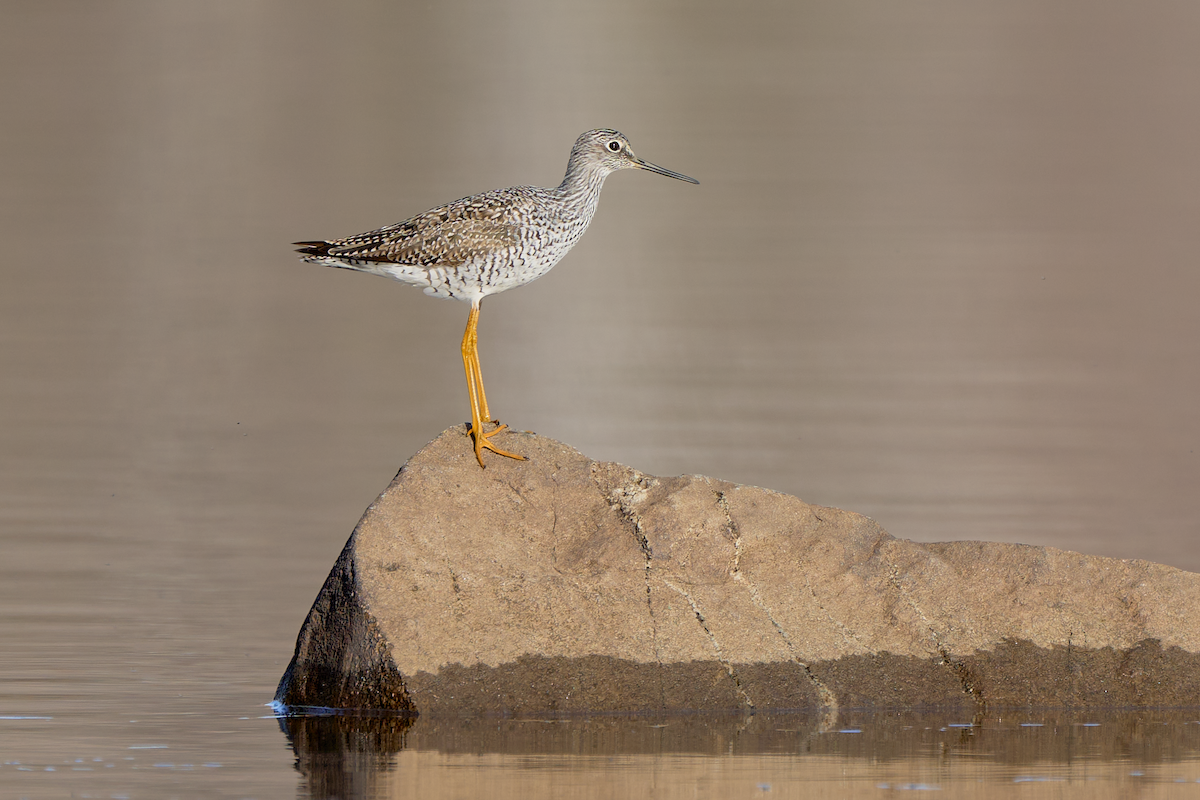 Greater Yellowlegs - ML560695961