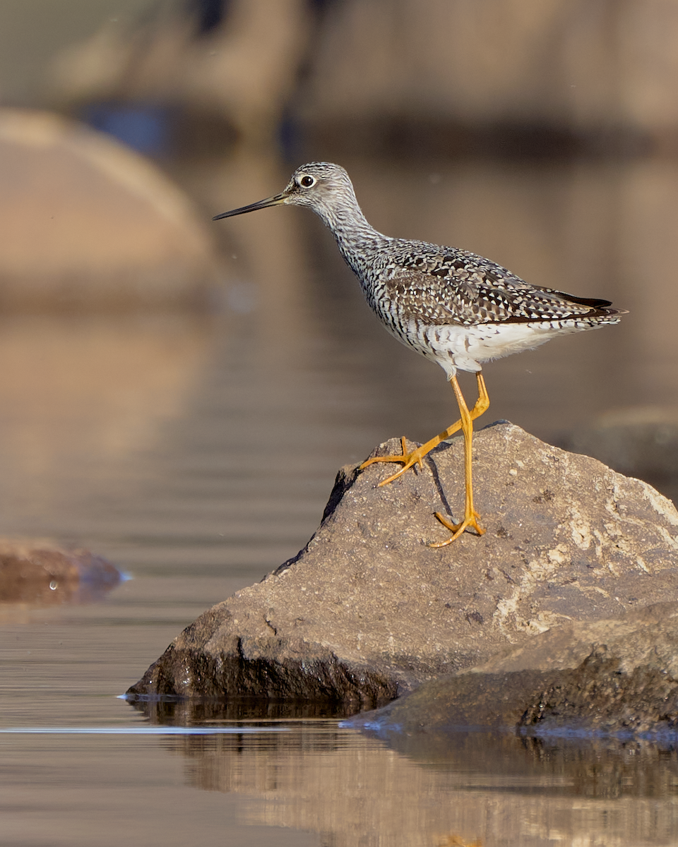 Greater Yellowlegs - ML560696101