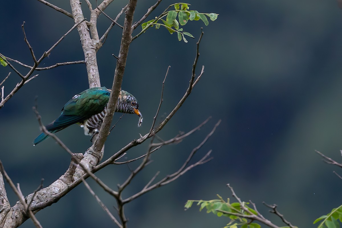 Asian Emerald Cuckoo - ML560697751
