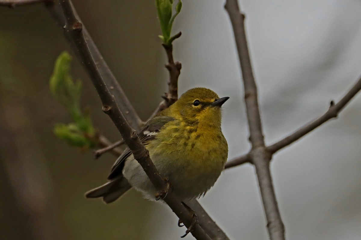 Pine Warbler - ML560697791