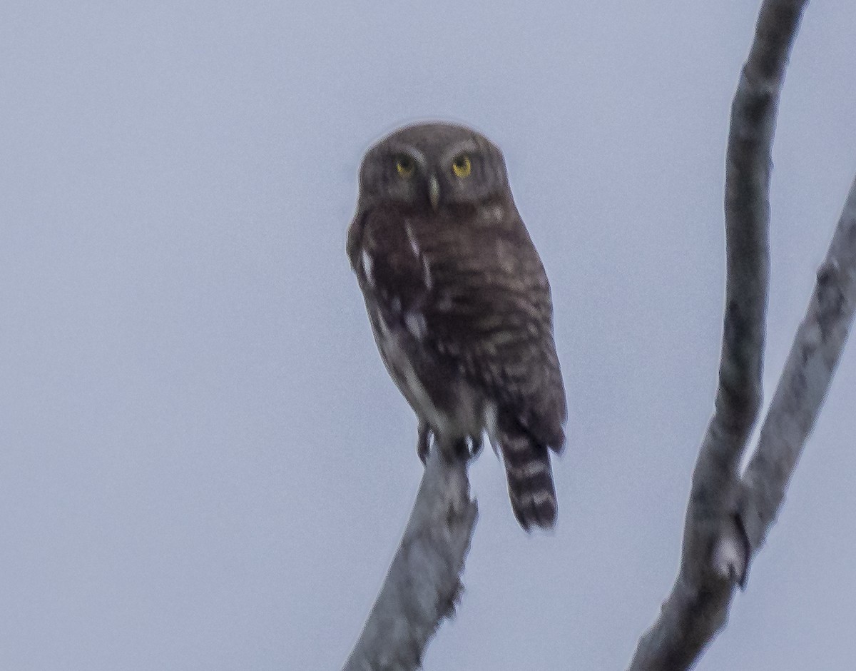 Asian Barred Owlet - ML560698201