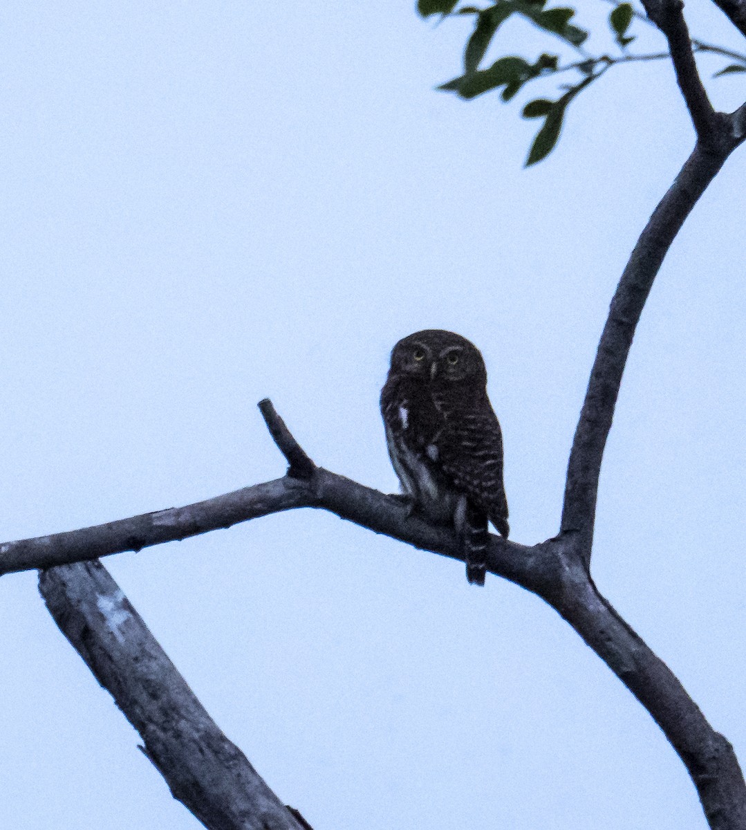 Asian Barred Owlet - ML560698331