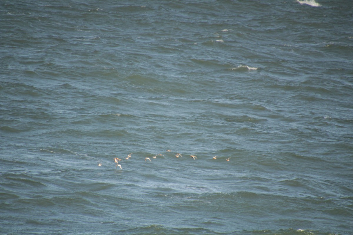 Bar-tailed Godwit - ML560698461