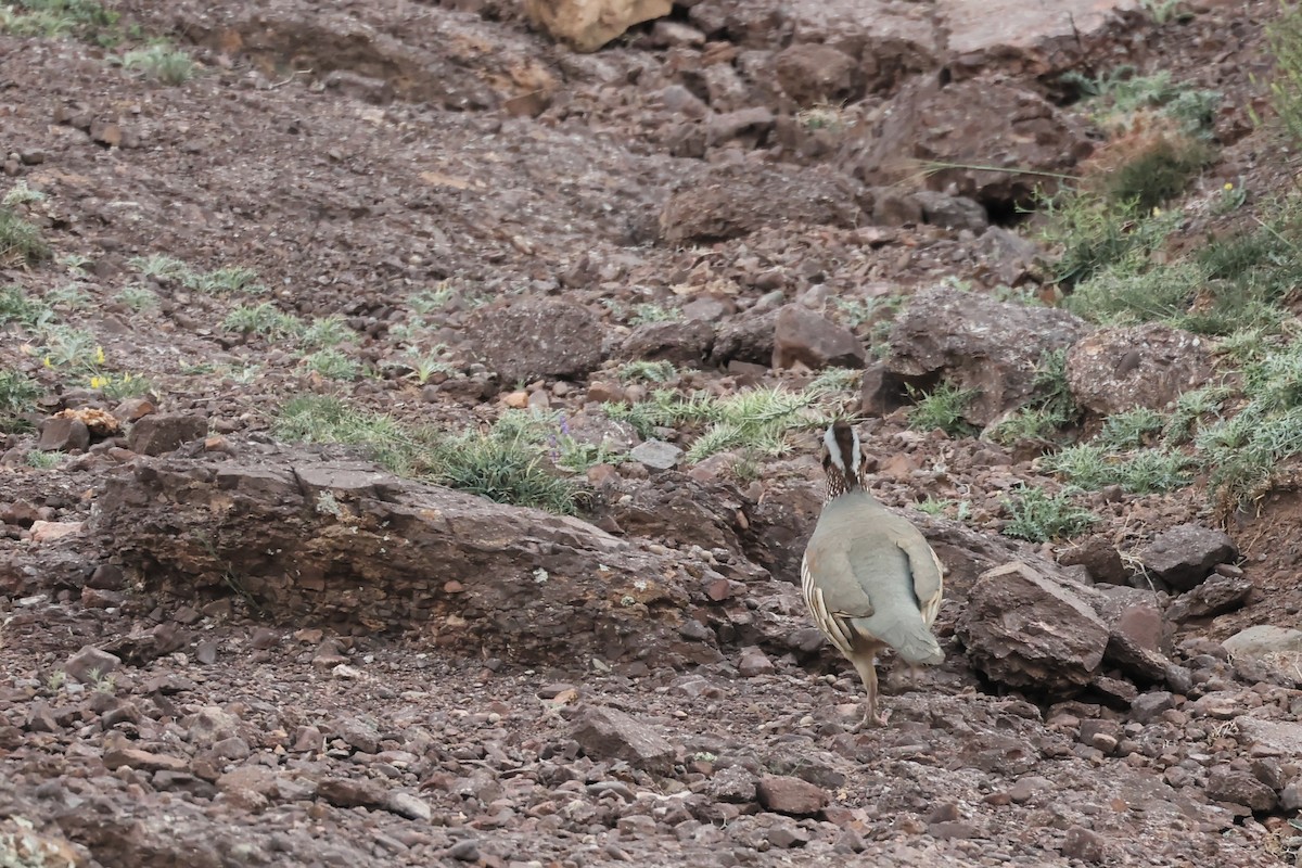 Barbary Partridge - ML560698701