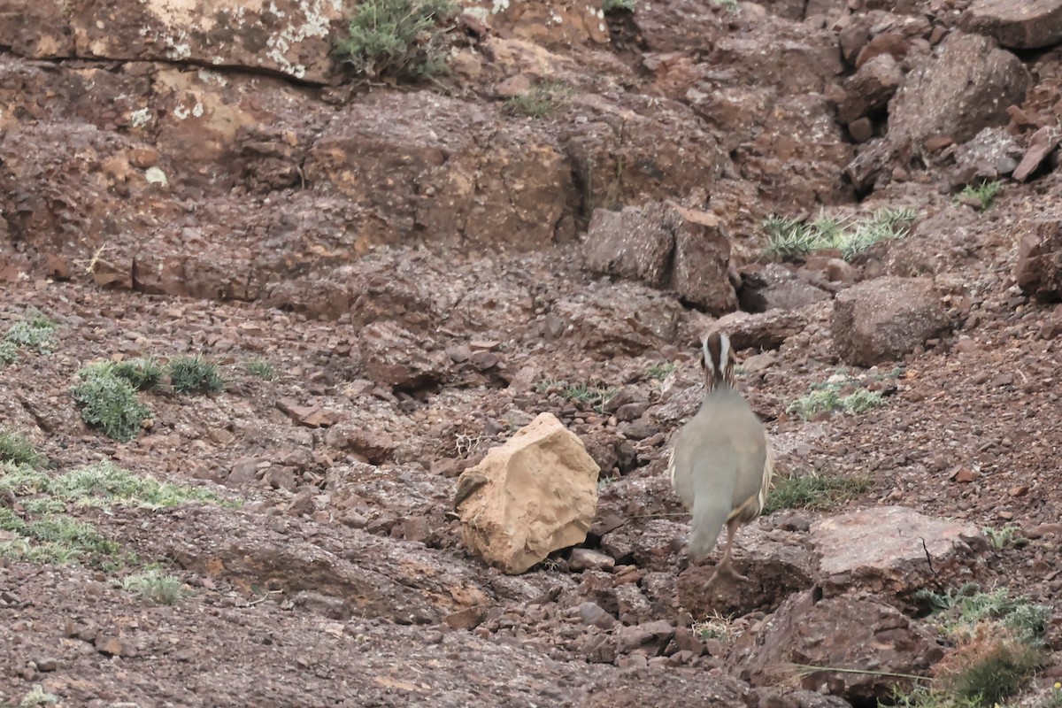 Barbary Partridge - ML560698771