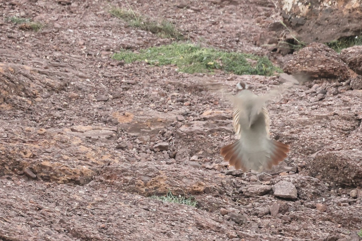 Barbary Partridge - ML560698781