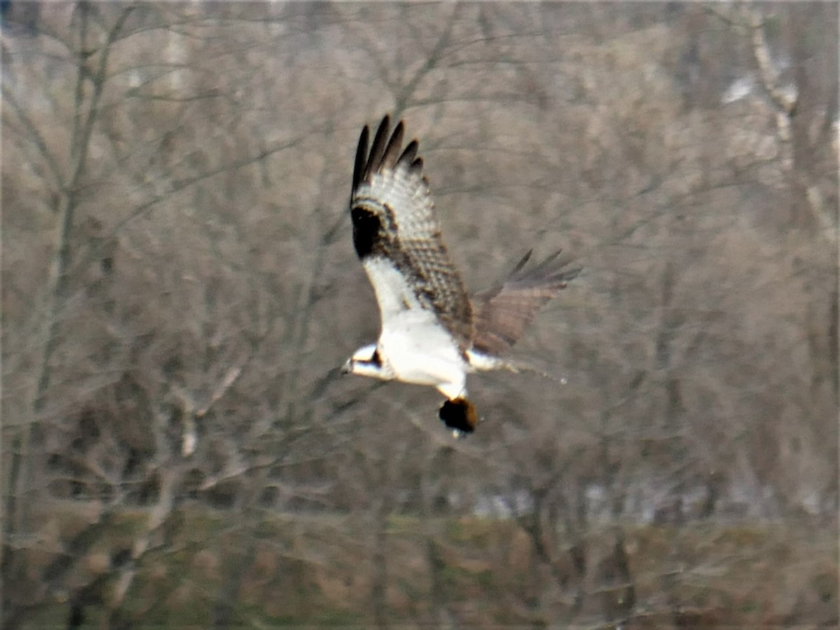 Águila Pescadora - ML560698811