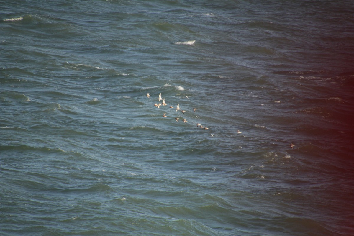 Bar-tailed Godwit - ML560699001