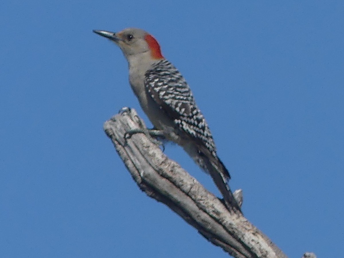 Red-bellied Woodpecker - ML560699041