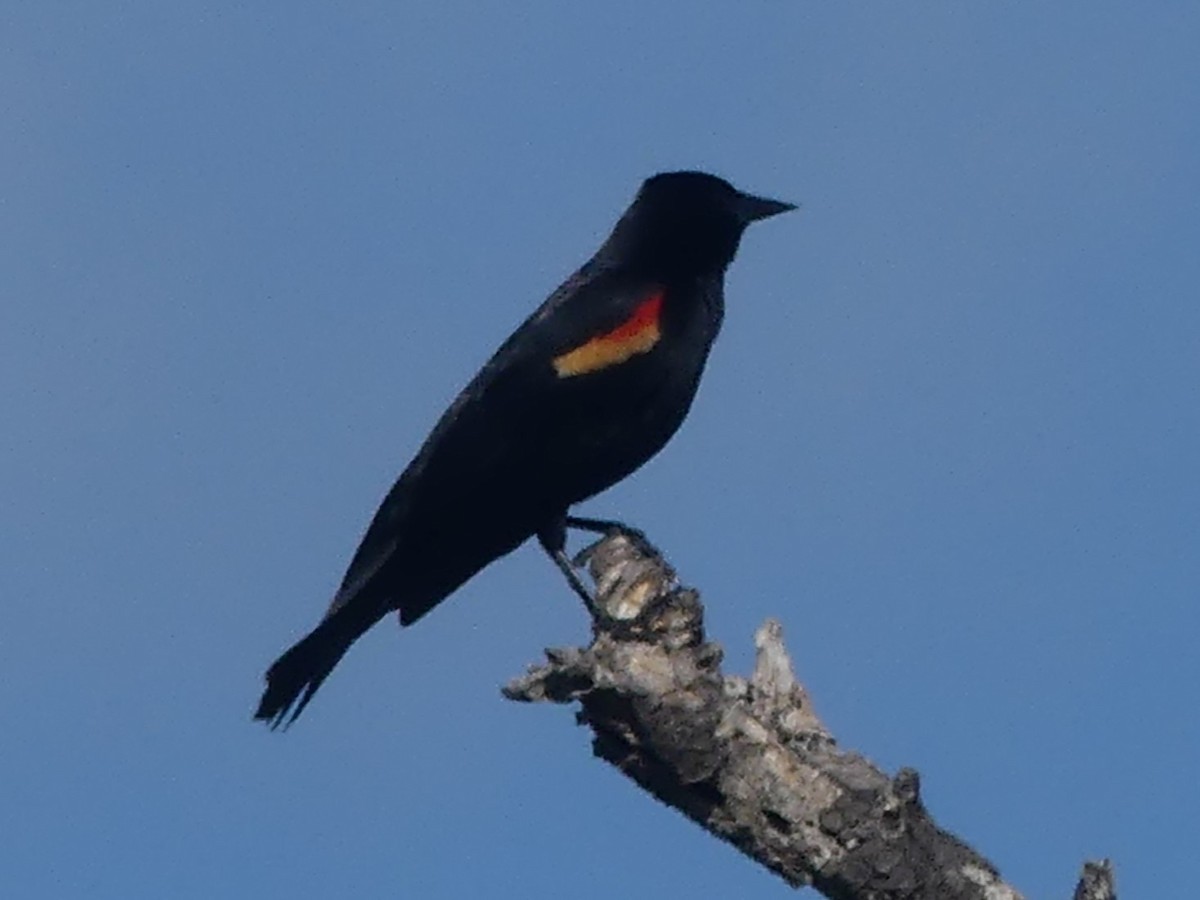 Red-winged Blackbird - ML560699061