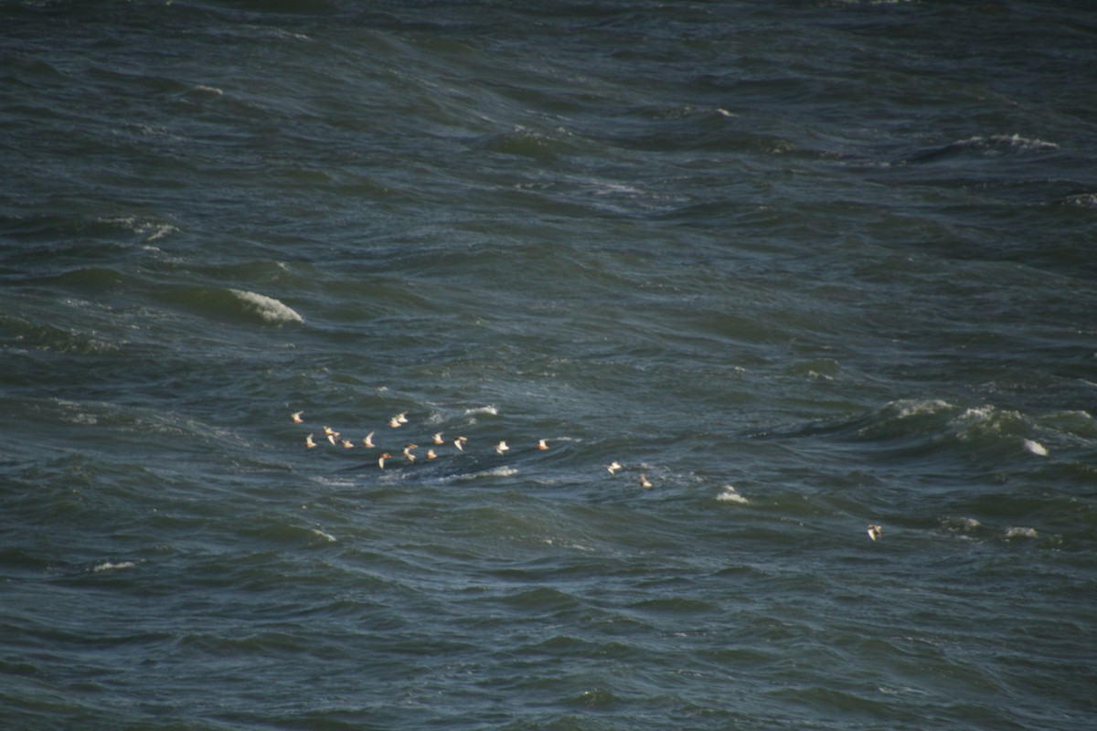 Bar-tailed Godwit - ML560699131