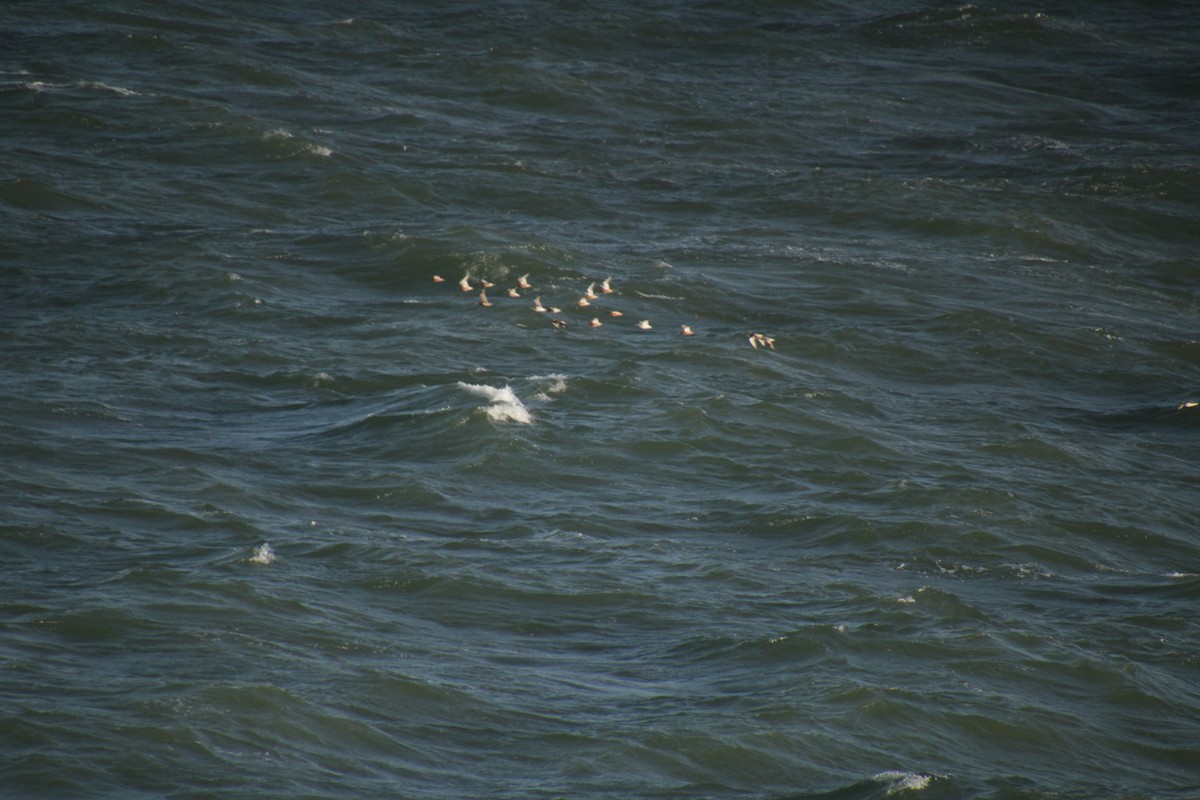 Bar-tailed Godwit - ML560699141