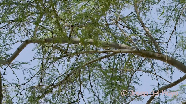 Western Olivaceous Warbler - ML560699991