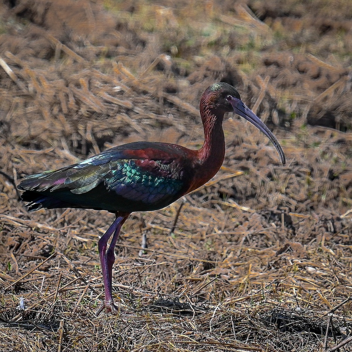 Glossy/White-faced Ibis - ML560700611