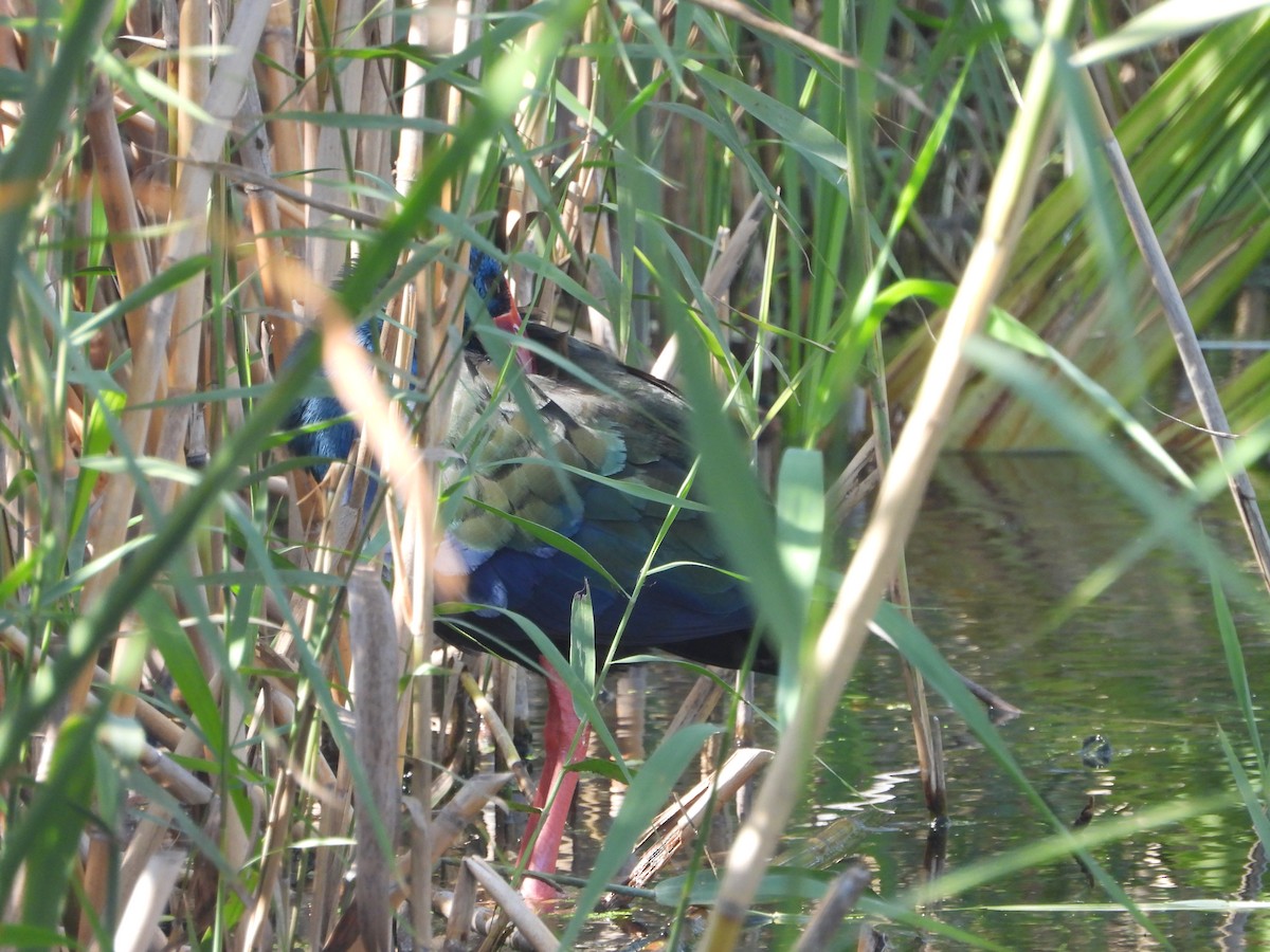 African Swamphen - ML560700871