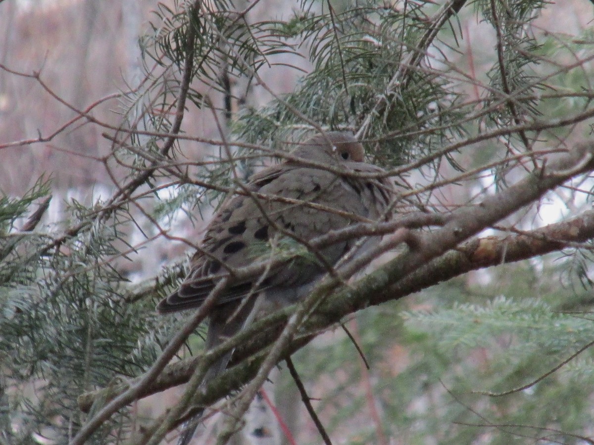 Mourning Dove - ML560703091