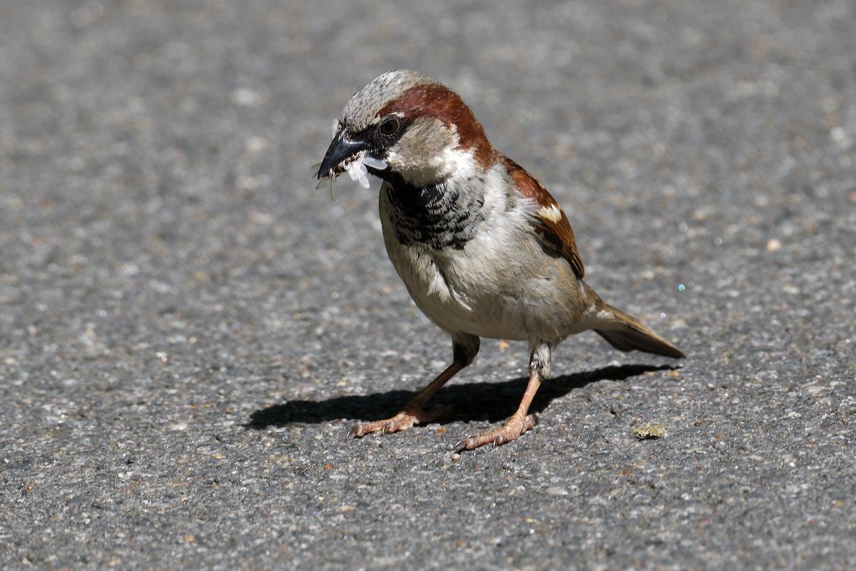 House Sparrow - Jan  Kool