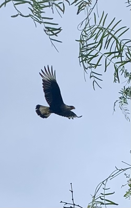 Crested Caracara - ML560703821