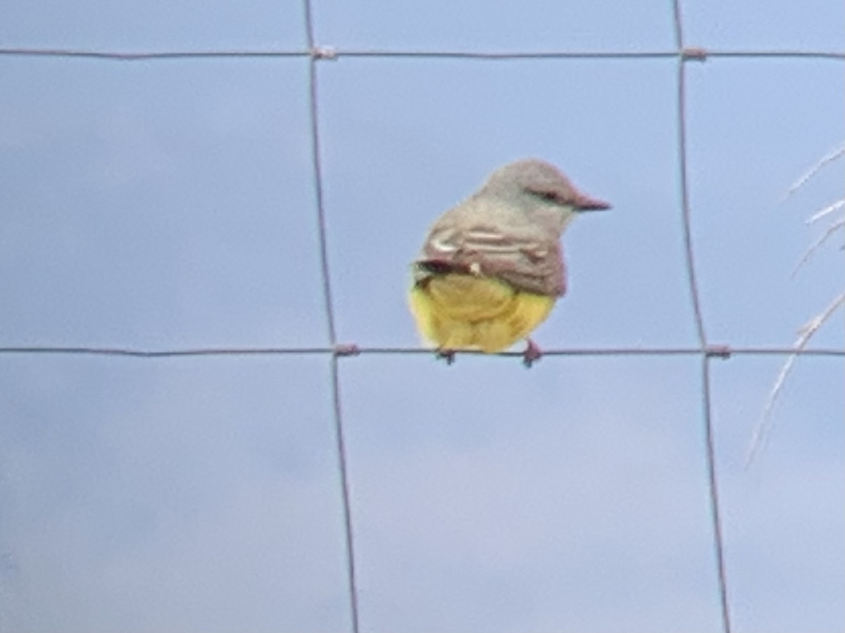 Western Kingbird - ML560703961