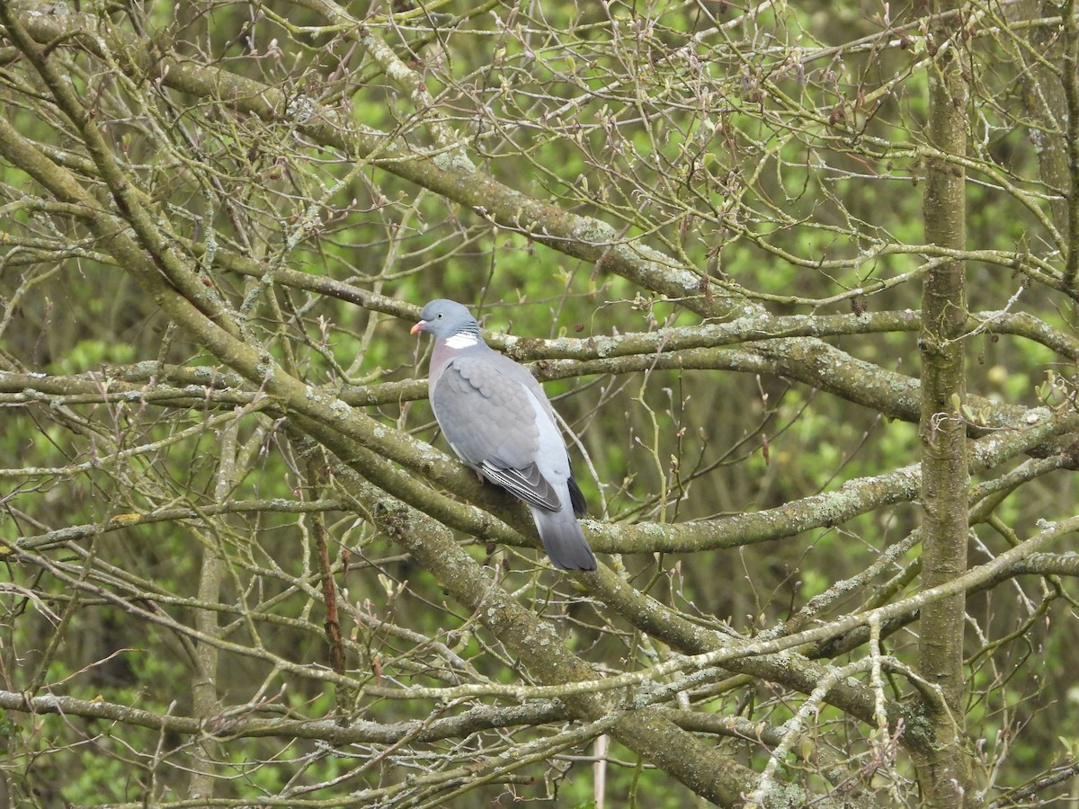 Common Wood-Pigeon - ML560704631