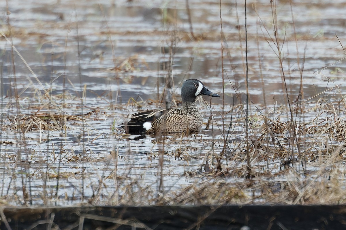 Blue-winged Teal - ML560704881