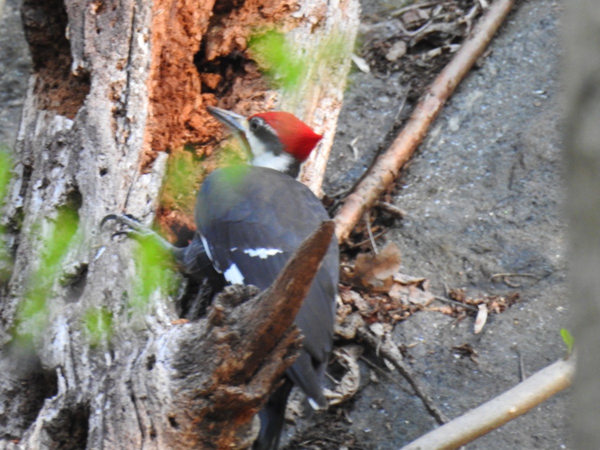 Pileated Woodpecker - ML560706701