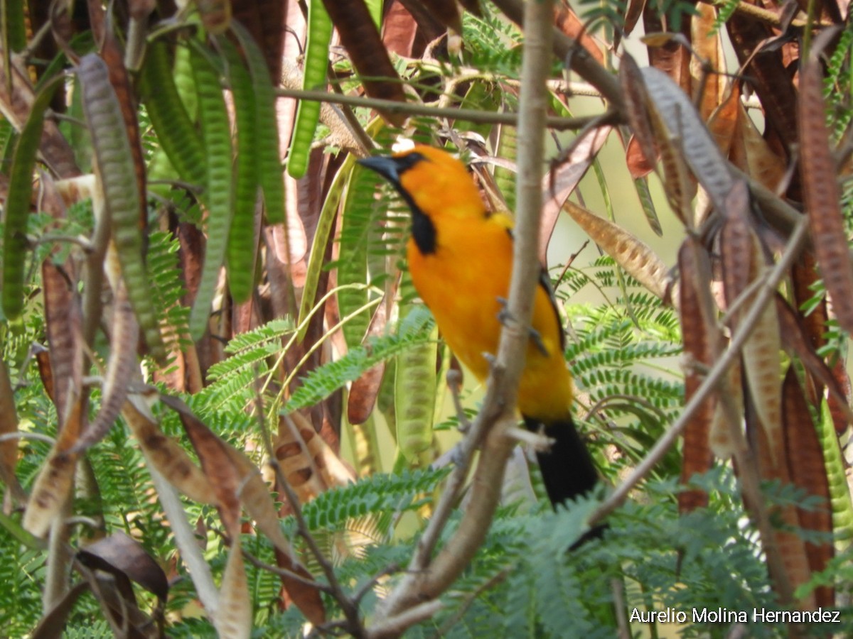 Altamira Oriole - ML560707291