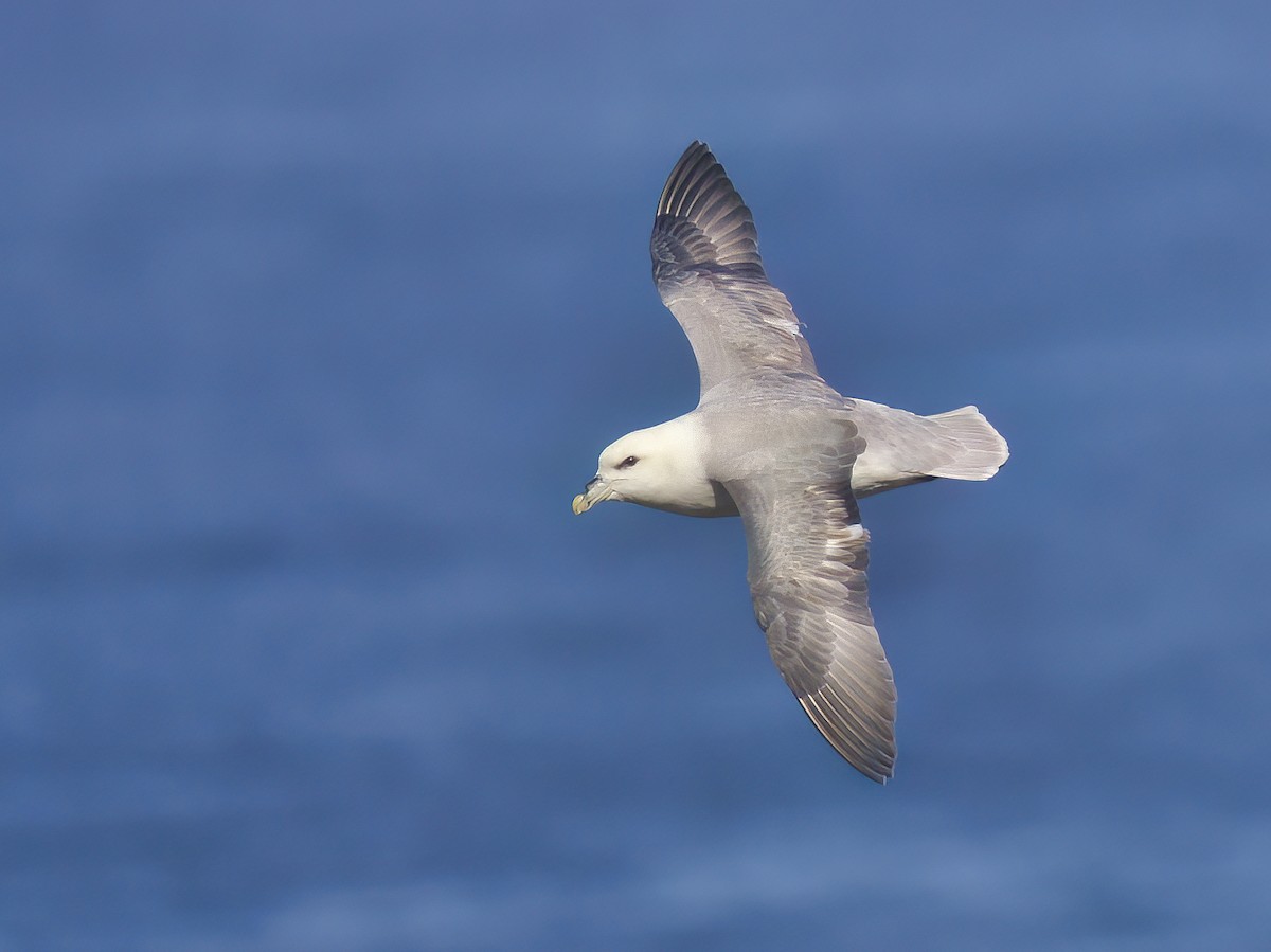 Northern Fulmar - Olivier Coucelos