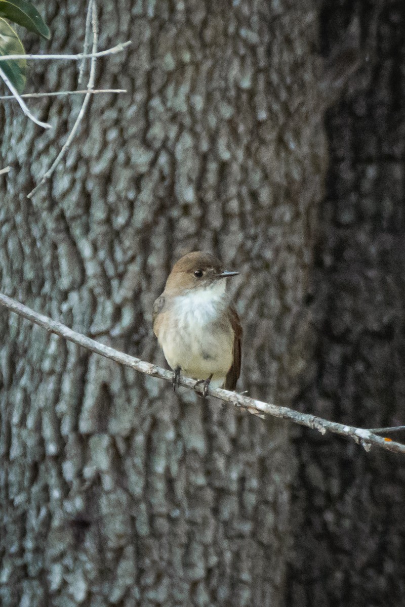 Eastern Phoebe - ML560708561