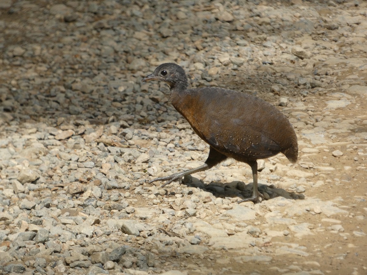 Hooded Tinamou - ML560708571