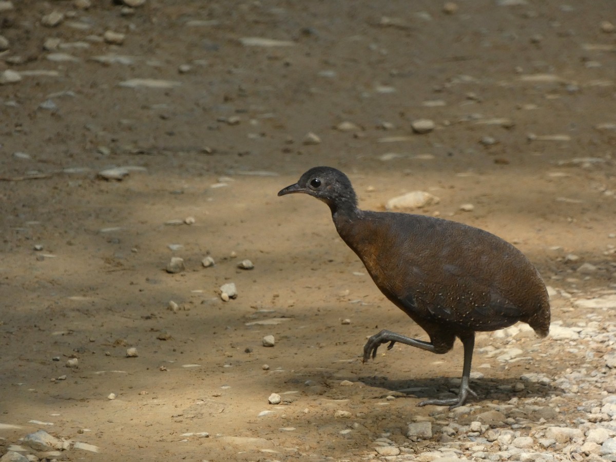 Hooded Tinamou - ML560708631