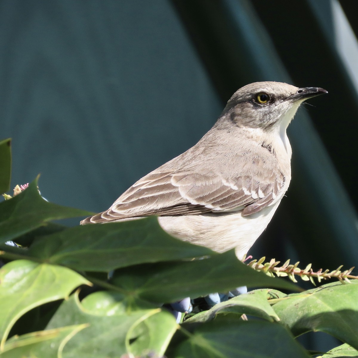 Northern Mockingbird - Ezra H