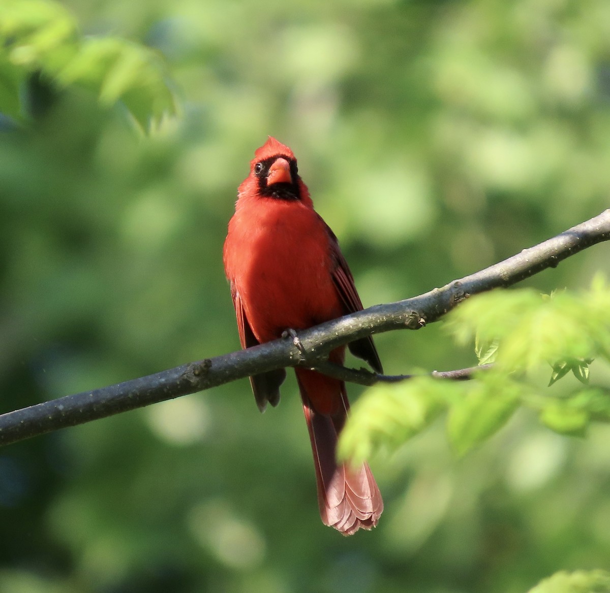 Northern Cardinal - ML560709111