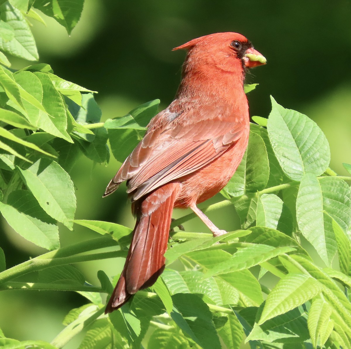 Northern Cardinal - ML560709121