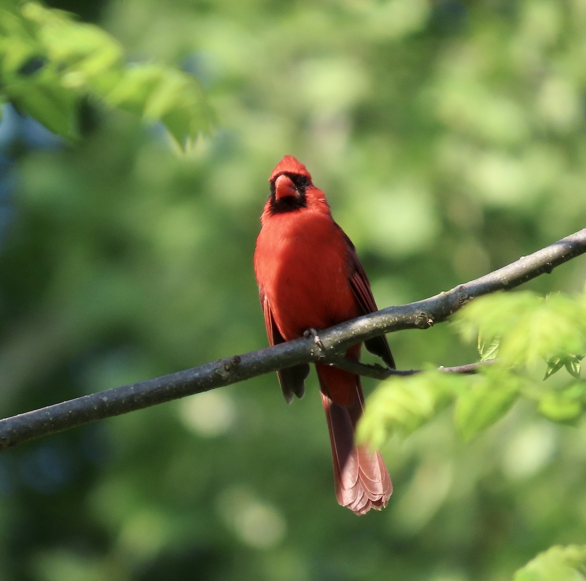 Northern Cardinal - ML560709131