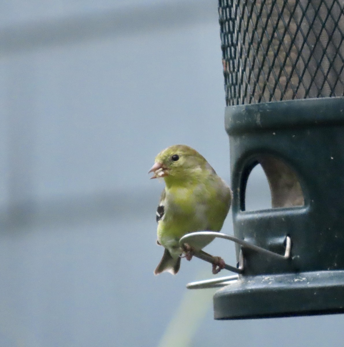 American Goldfinch - ML560709181