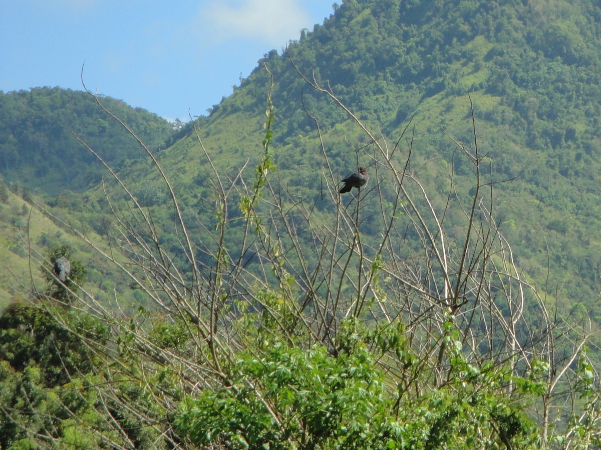 Scaly-naped Pigeon - ML560709501