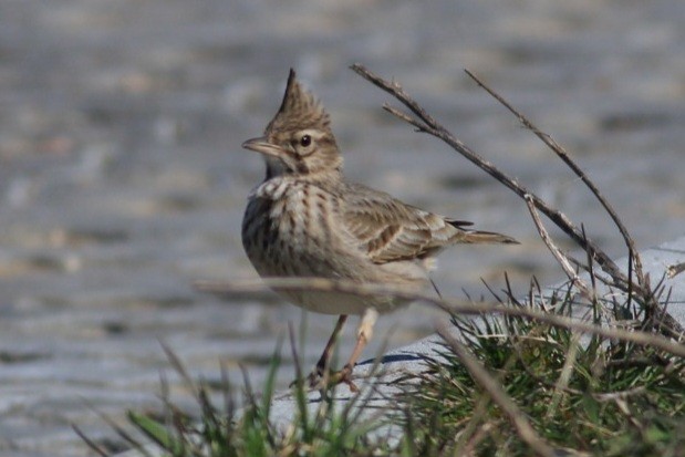 Crested Lark - ML560712181