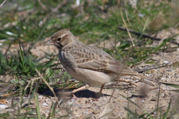 Crested Lark - ML560712191