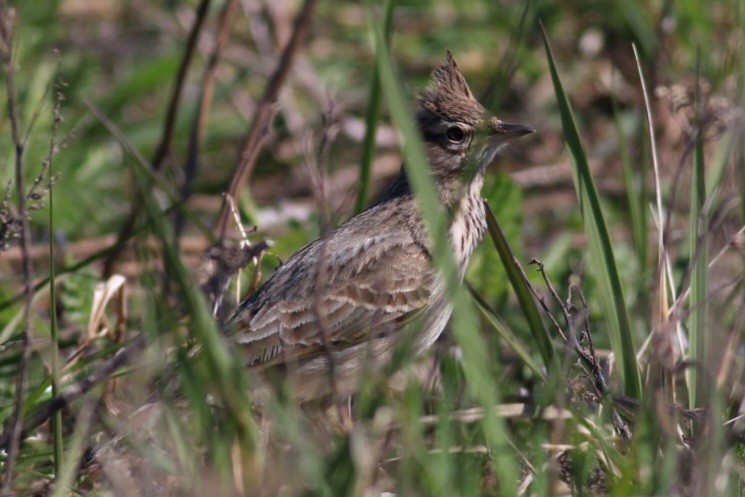 Crested Lark - ML560712201