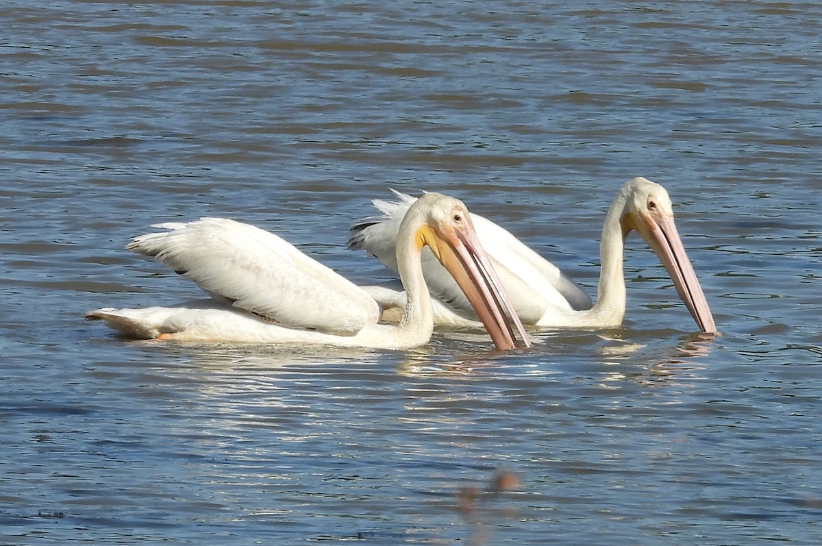 American White Pelican - ML560713581