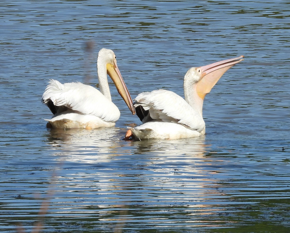 American White Pelican - ML560713591