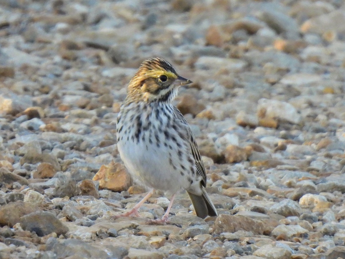 Savannah Sparrow - ML560713881