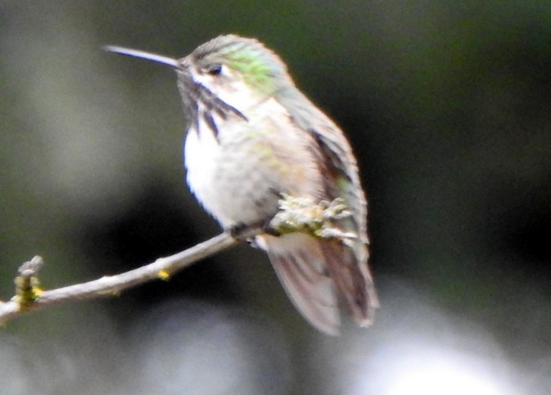 Calliope Hummingbird - ML560714301