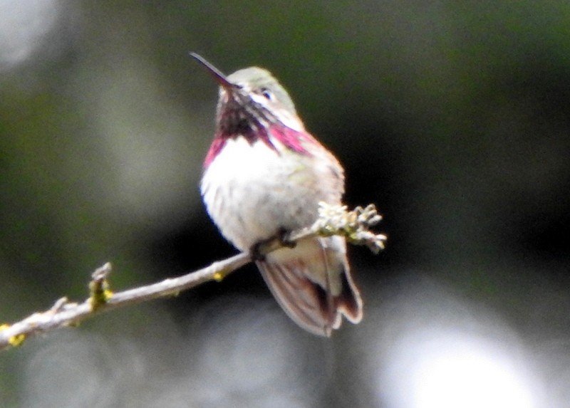 Calliope Hummingbird - ML560714311