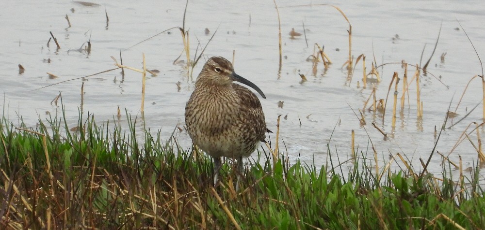 Whimbrel - Paul Bowerman